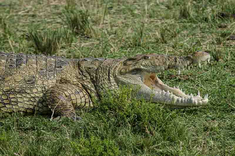 Cocodrilo - parque nacional Queen Elizabeth - Uganda 7.jpg